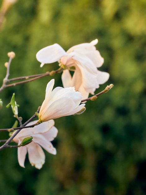 Flores de magnolia en primavera.