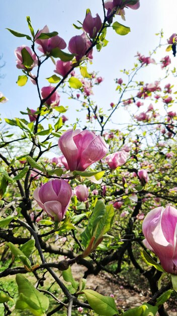 Flores de magnolia en una rama Fondo natural de primavera con hermosas flores