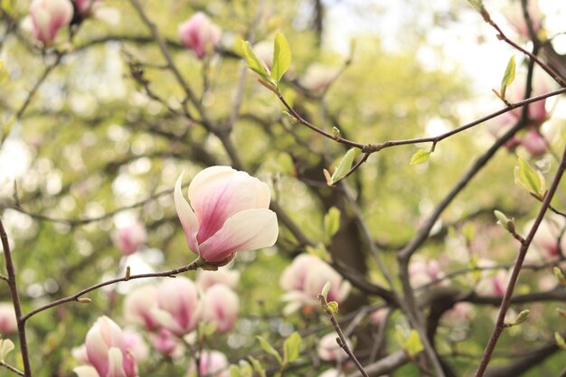 Flores de magnolia en una rama Fondo natural de primavera con hermosas flores