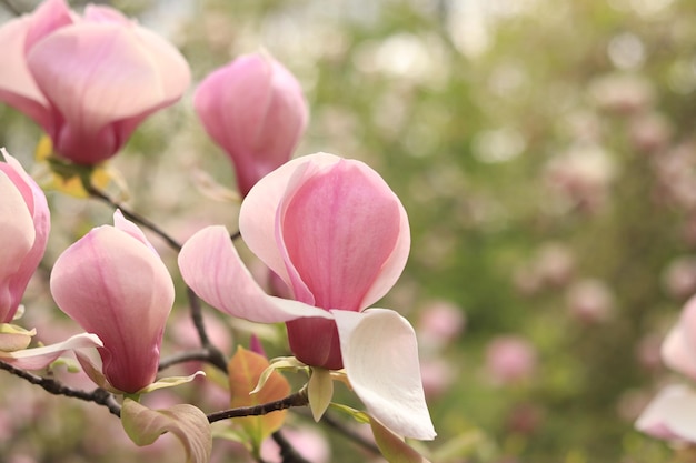 Las flores de magnolia en una rama