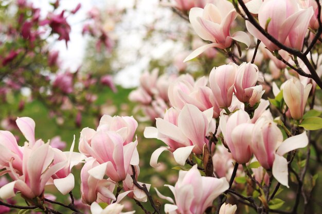 Las flores de magnolia en una rama