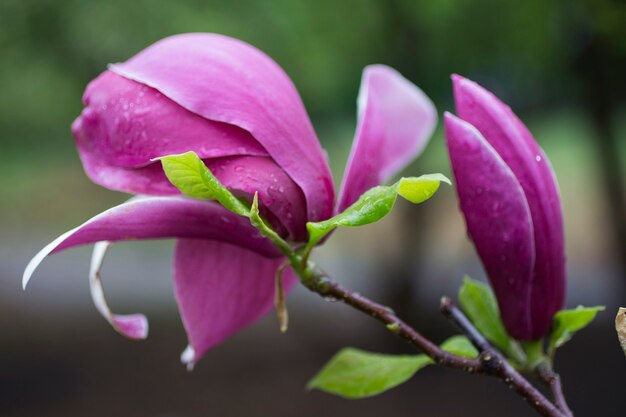 flores de magnolia en las ramas de los árboles