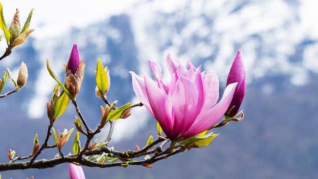 Flores de magnolia rosa árbol floreciente en la naturaleza contra el fondo de montañas nevadas Magnolia stellata enfoque selectivo