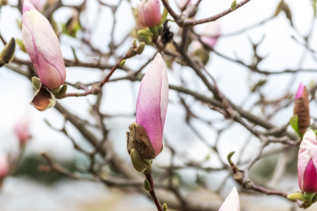 Flores de magnolia rosa en árbol sobre fondo de cielo.