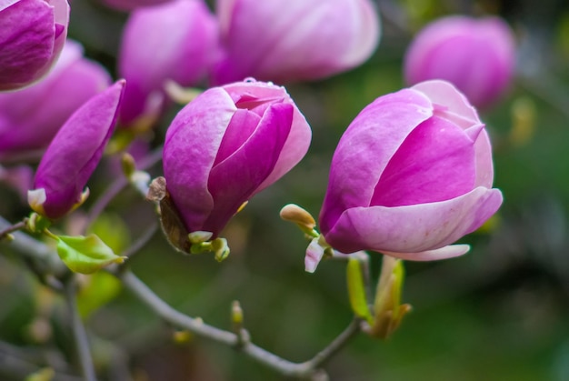 Flores de magnolia rosa primaveral en el jardín verde