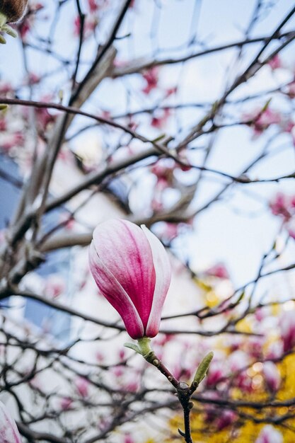 flores de magnolia rosa que florecen en primavera