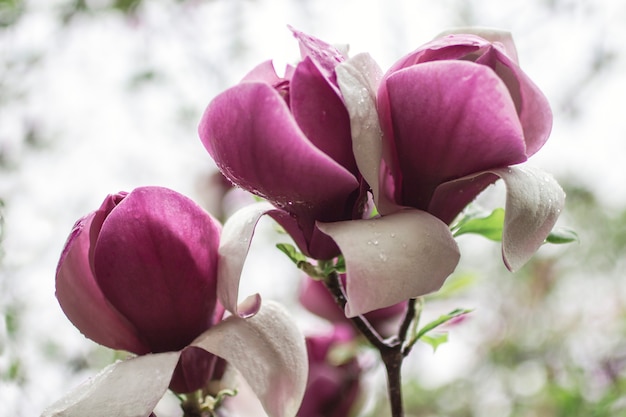 flores de magnolia rosa en las ramas de los árboles