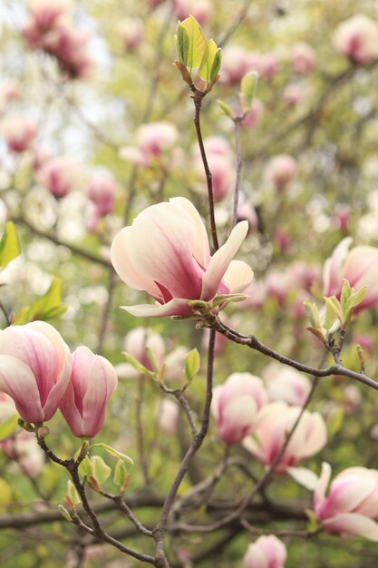 Las flores de magnolia rosadas de cerca Flor elegante y delicada