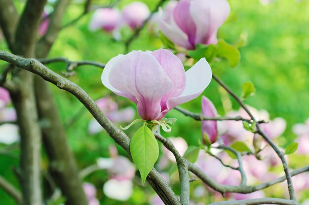 Flores de magnolia