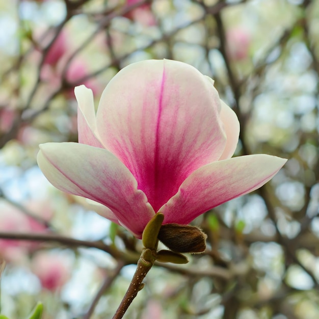 Foto flores de magnolia