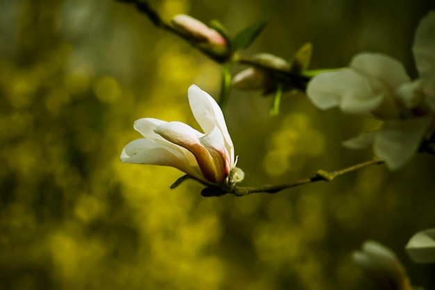 Flores de magnolia