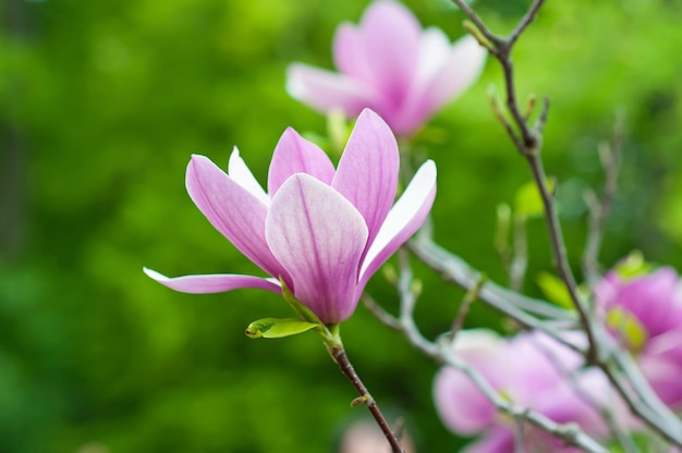 Flores de magnolia