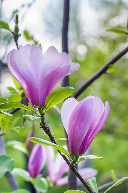 Flores de magnolia