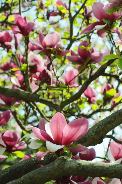 Foto flores de magnolia