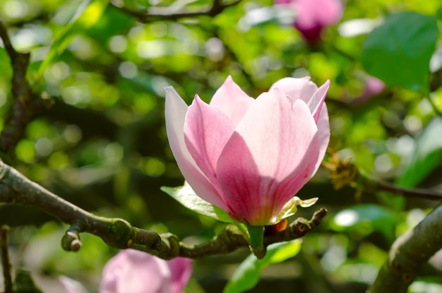 Flores de magnolia