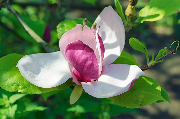 Flores de magnolia