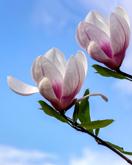 Foto flores de magnolia