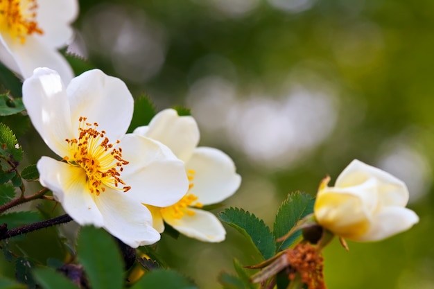 flores mais curtas com espaço de cópia