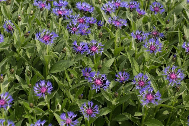 Foto las flores de maíz púrpura florecen en un claro en primavera