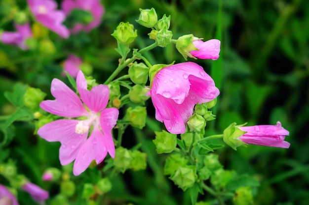 las flores de malva rosa salvaje crecen en el campo