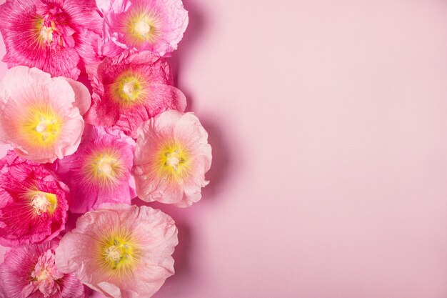 Flores de malva de verano fondo rosa. Concepto de vacaciones de belleza minimalista