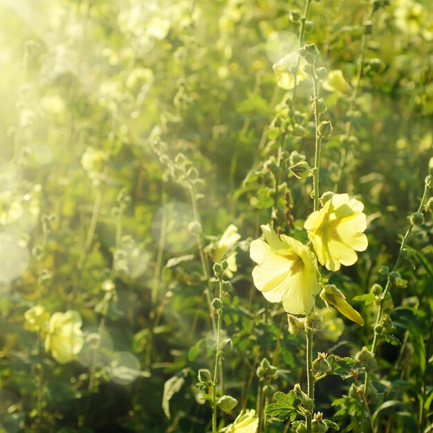 flores de malva