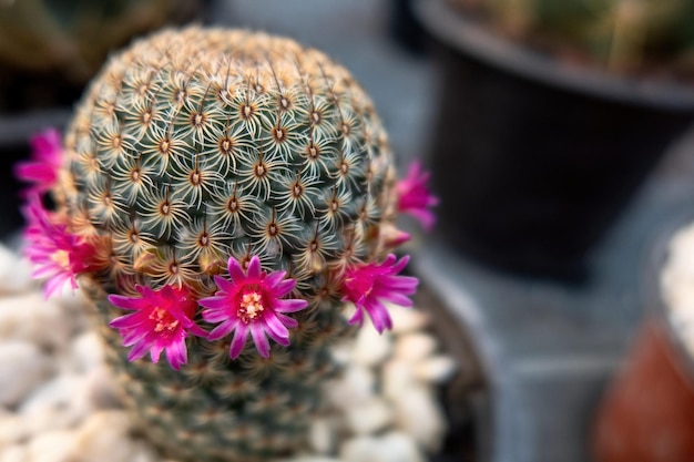 Flores de Mammillaria albilanata en el invierno de Tailandia