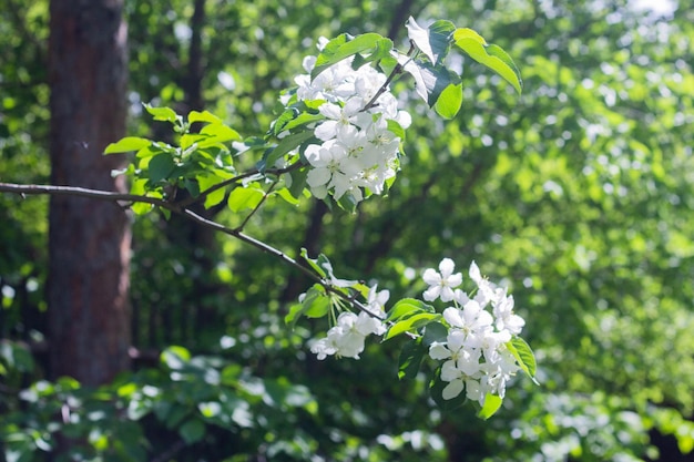 Flores de manzana blanca florecen