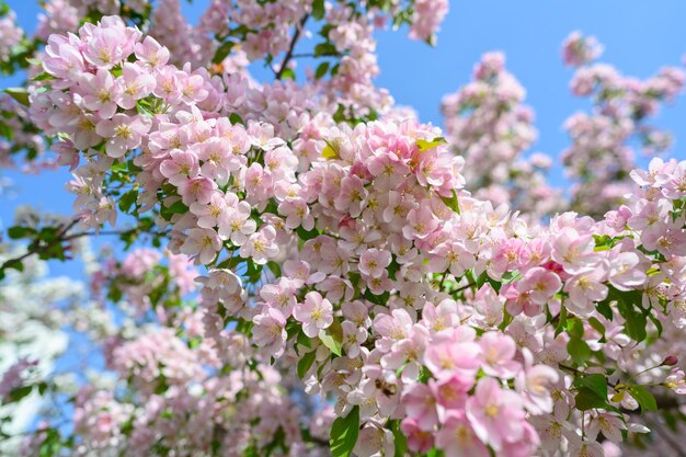 Flores de manzana blanca Hermosos manzanos florecientes Fondo con flores florecientes en el día de primavera Manzano floreciente Malus domestica primer plano Flor de manzana