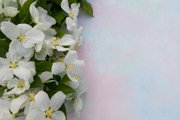 Flores de manzana blanca sobre un fondo claro con un lugar para el texto Temporada de primavera Colores de primavera Fondo de papel tapiz