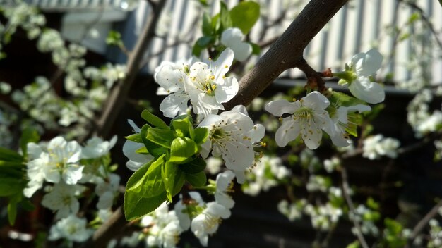 Flores de manzana blanca