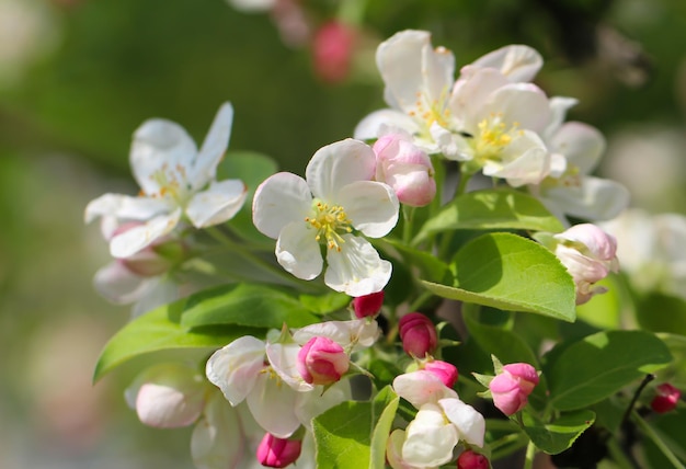 las flores de manzana están en plena floración