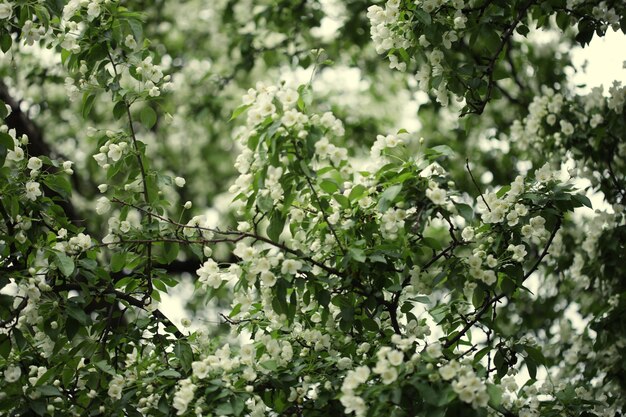 Flores de manzana, horario de verano