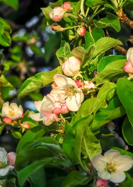 flores de manzana en un manzano floreciente