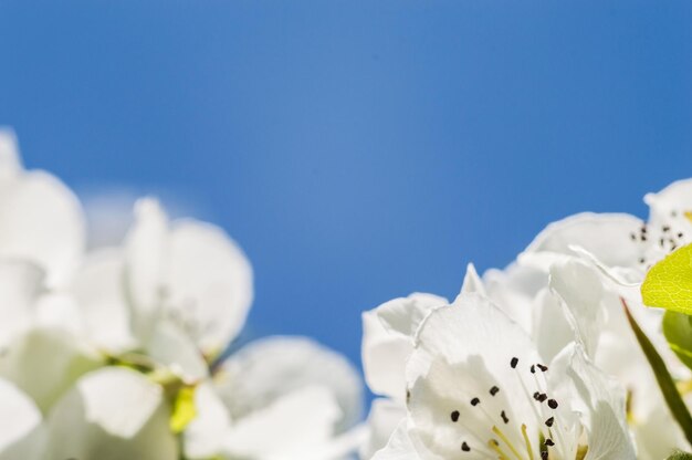 Flores de manzana con pétalos blancos en macro Flores sobre fondo borroso con cielo azul Postal o papel tapiz