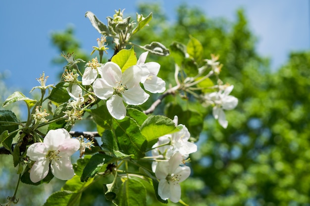 Flores de manzana en la rama de un árbol en primavera