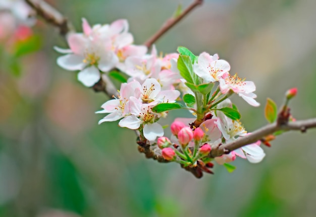 Flores de manzana en la rama