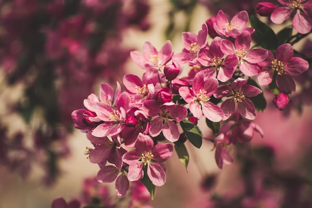 flores de manzana roja