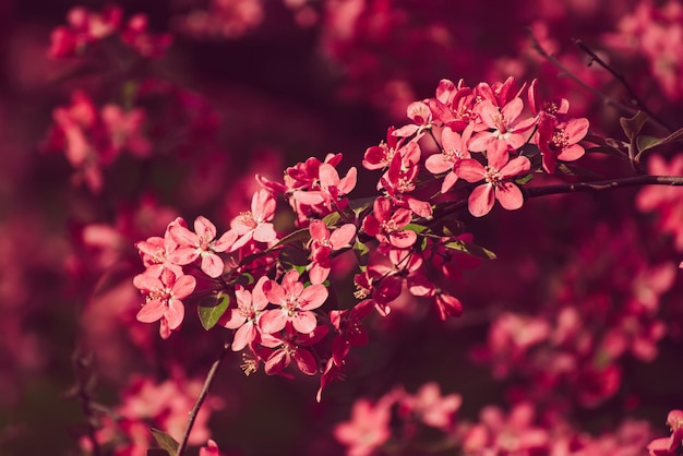 flores de manzana roja