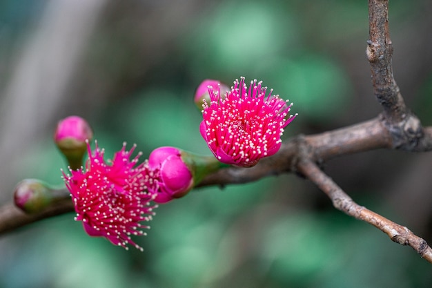 Foto las flores de la manzana rosa están floreciendo.