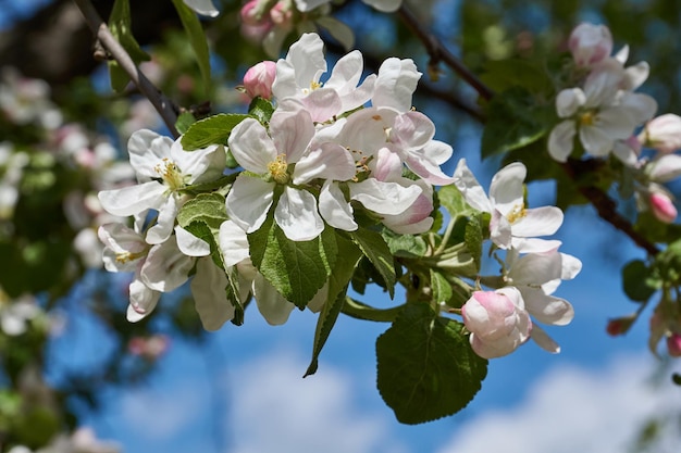 Flores de manzana sobre un fondo de cielo azul Flores de manzano en el jardín