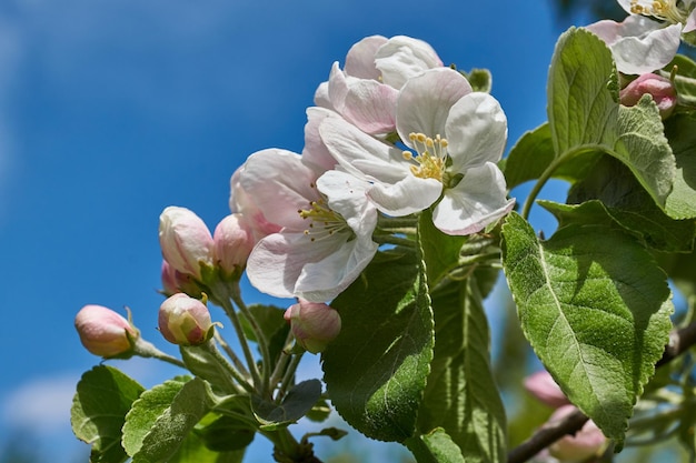 Flores de manzana sobre un fondo de cielo azul Flores de manzano en el jardín