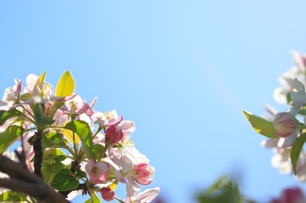 Flores de manzana sobre fondo de naturaleza borrosa