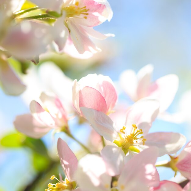 Flores de manzana sobre fondo de naturaleza borrosa