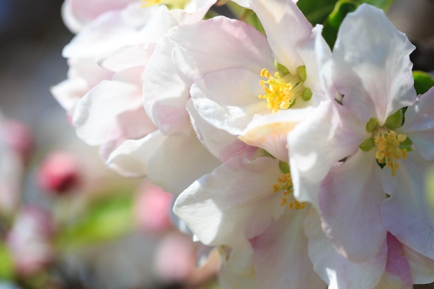 Flores de manzana sobre fondo de naturaleza borrosa