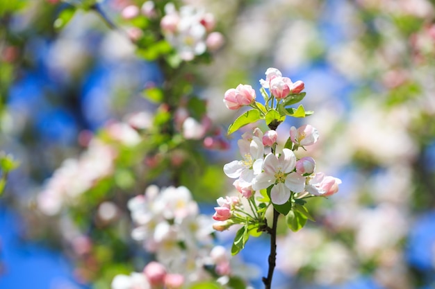 Flores de manzana sobre fondo de naturaleza borrosa