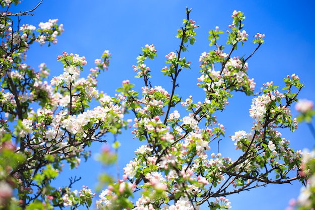 Flores de manzana sobre fondo de naturaleza borrosa