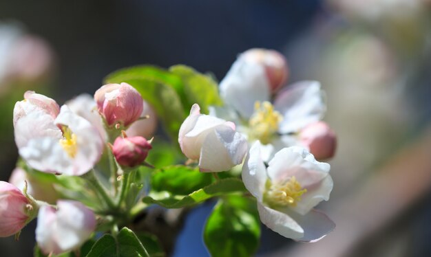 Flores de manzana sobre fondo de naturaleza borrosa