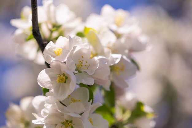 Flores de manzana sobre fondo de naturaleza borrosa