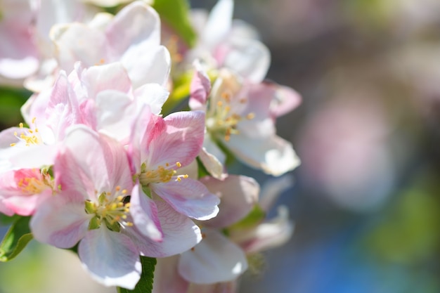 Flores de manzana sobre fondo de naturaleza borrosa